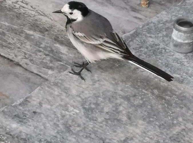 Apartman Duplex Spacieux Avec Vue Montagne Au Coeur De Cauterets, 6 A 8 Pers, 3 Chambres, 2 Sdb *